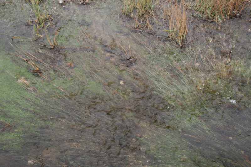 Nieuw-Zeeland 2011 - 0617